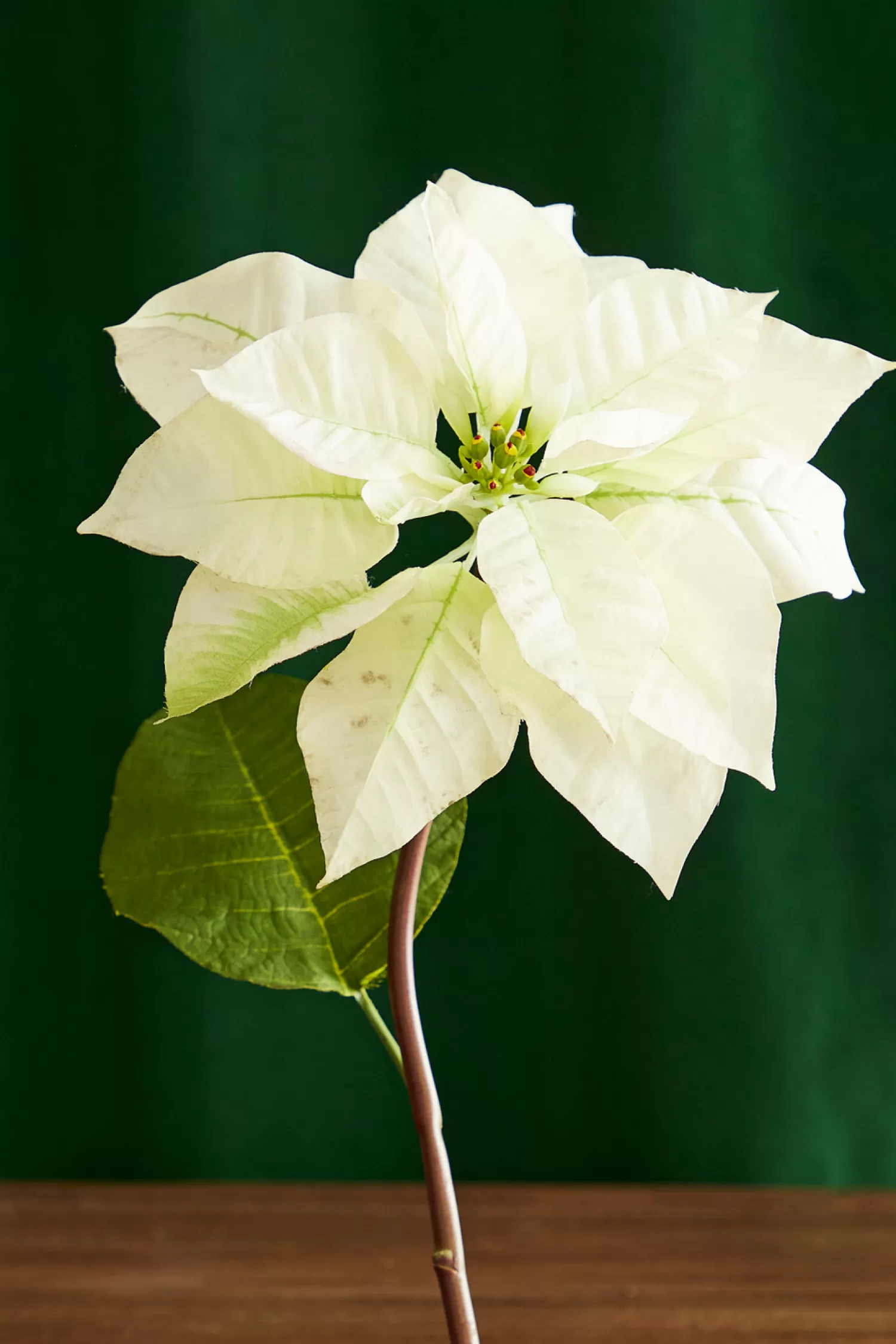 The Jolly Christmas Shop O Tannebaun | Traditional Christmas Decorations | Raz 24.5" Cream Poinsettia Stem Christmas Tree Accessory F4341710