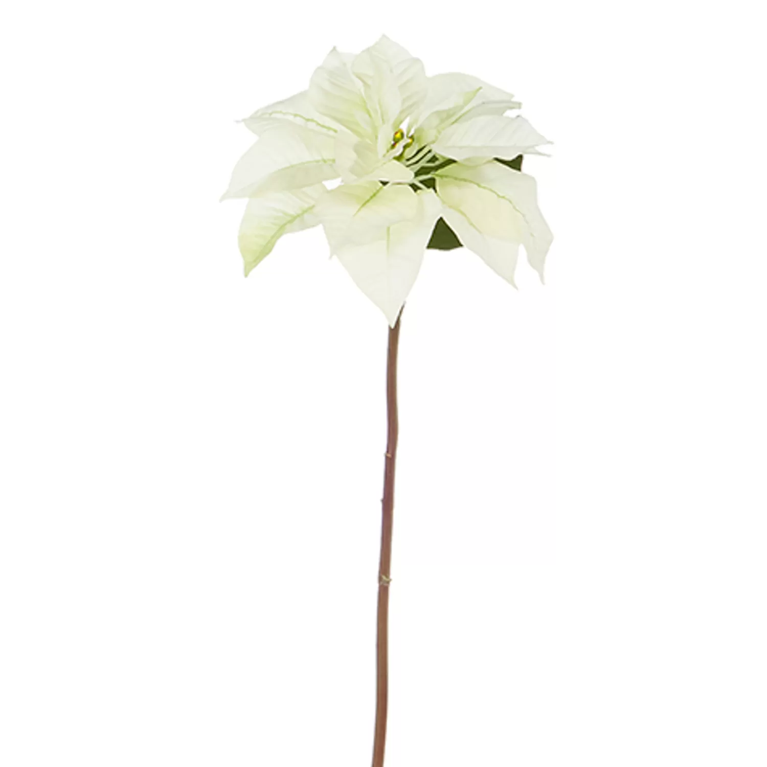The Jolly Christmas Shop O Tannebaun | Traditional Christmas Decorations | Raz 24.5" Cream Poinsettia Stem Christmas Tree Accessory F4341710
