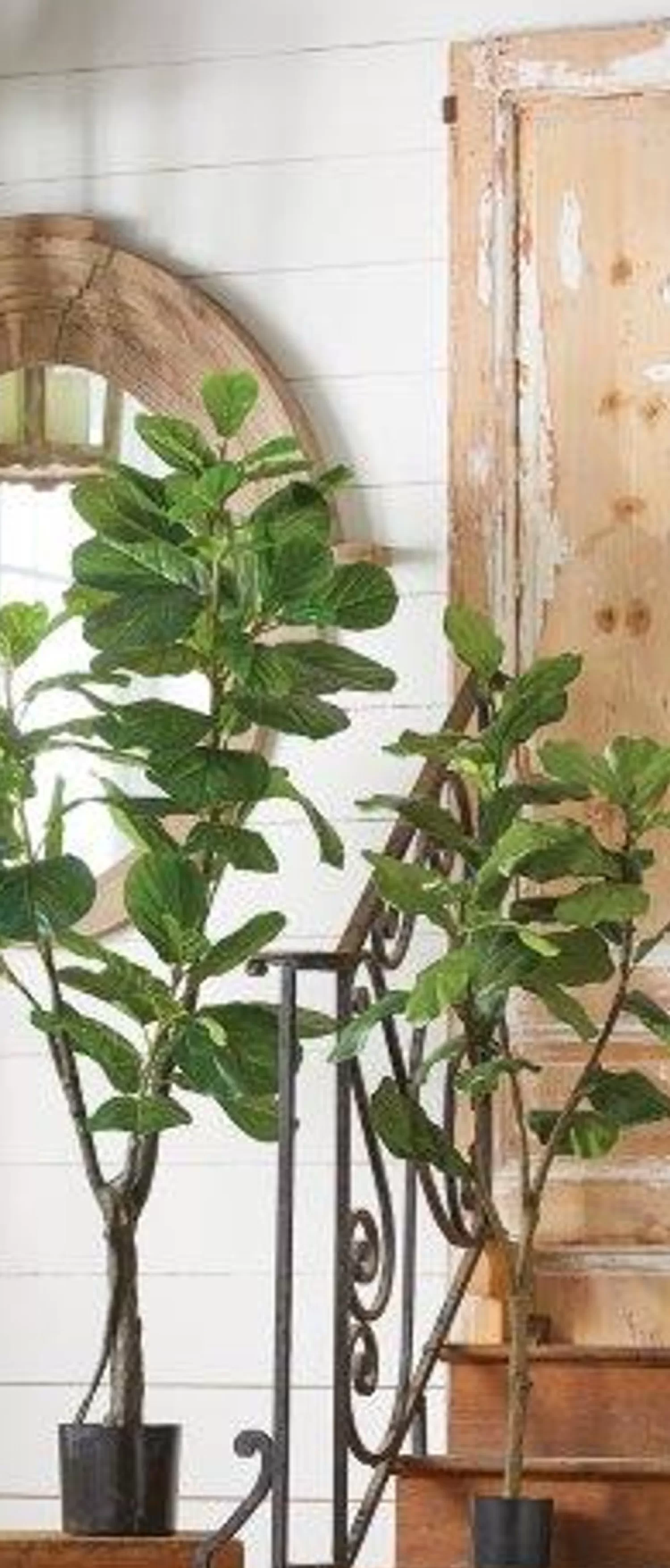 The Jolly Christmas Shop Trees, Wreaths & Garlands | Picks And Sprays | Raz 54" Potted Fiddle Leaf Fig Artificial Tree Decoration 3902097