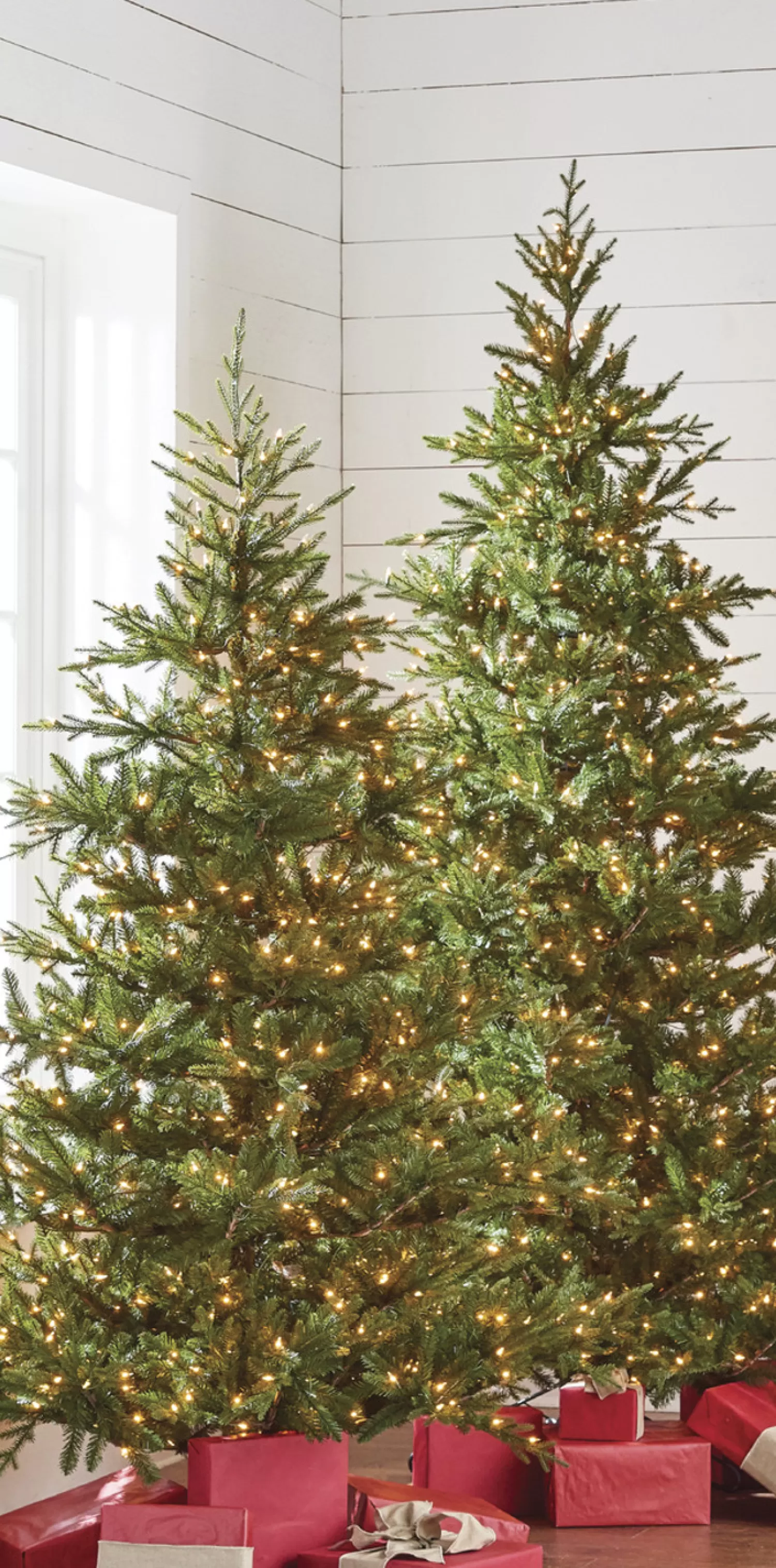The Jolly Christmas Shop Bon Noel | 7' - 8' Christmas Trees | Raz 7.5' Pre-lit Green Mountain Fraser Fir Christmas Tree T4147025